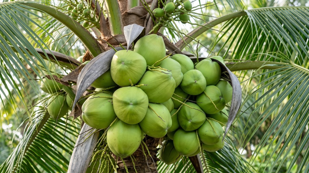 Organic Ceylon Coconut